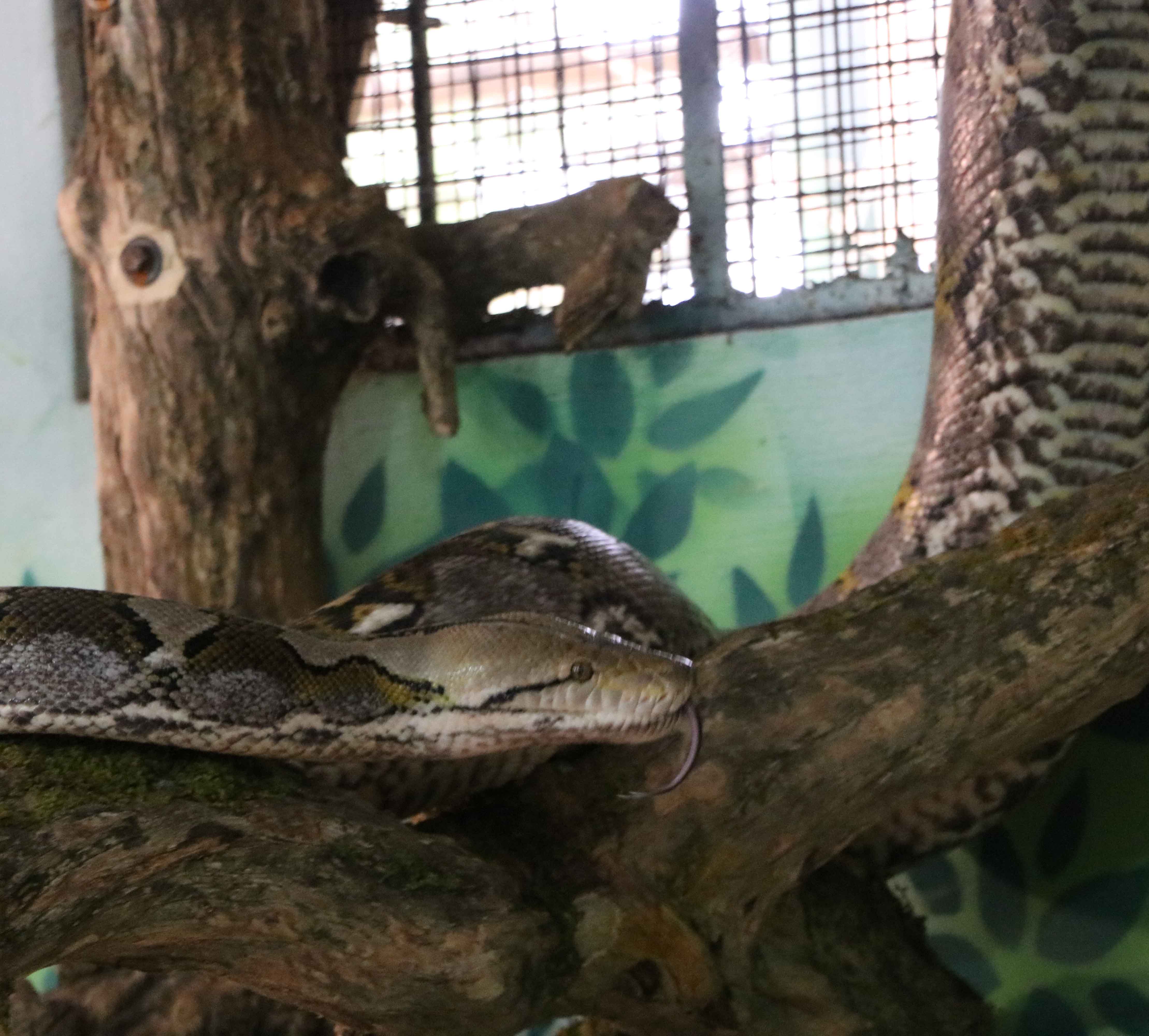 Reticulated Python